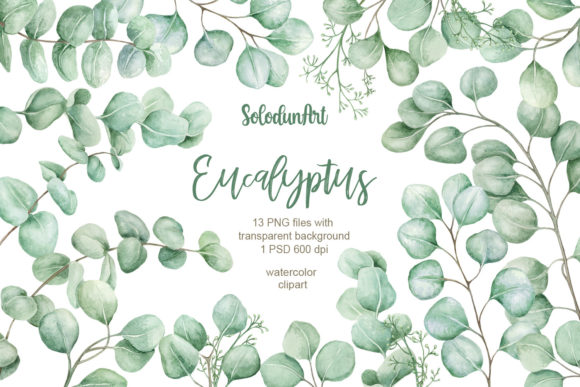 Download Watercolor Eucalyptus Clipart - Color Collection