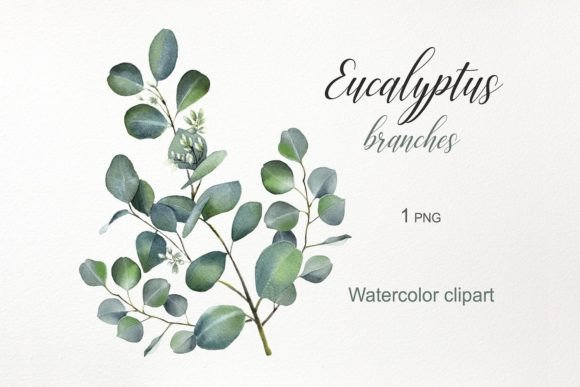Download Watercolor Flowers. Eucalyptus Clipart - Color Collection
