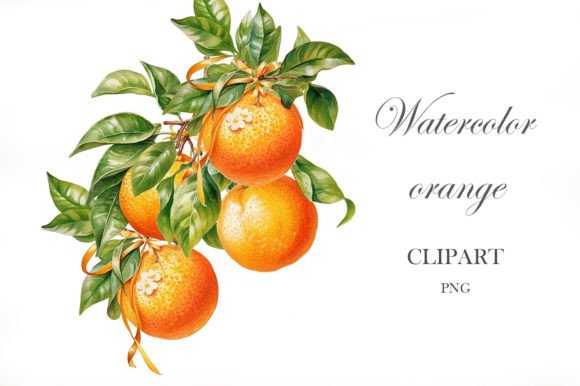 Download Orange Watercolor Png. Citrus Clipart - Color Collection