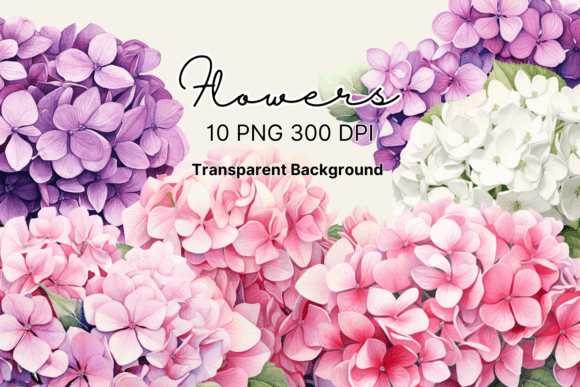 Download Watercolor Hydrangea Flowers Clipart - Color Collection
