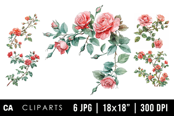 Download Watercolor Rose Flower Branch Cliparts - Color Collection